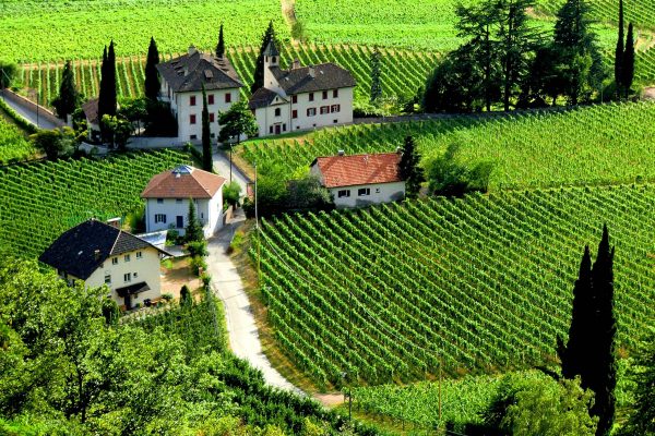 vineyards-Terlan-Trentino-Alto-Adige-Südtirol-Italy